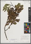 Foto von Salix mielichhoferi Saut.